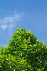 White champaca or white sandalwood tree on blue sky.