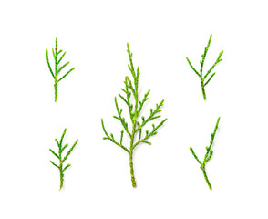 Cypress Twigs Isolated