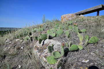 prickly pear cactus growing on a hillside