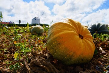 ripe pumpkins on a field against the backdrop of a traditional windmill in Portugal