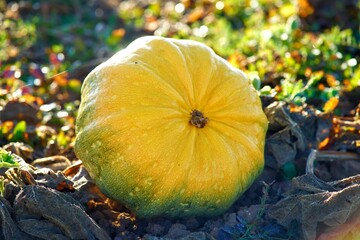 ripe pumpkins on the agricultural farm field