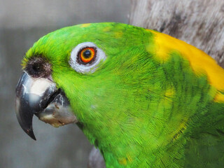 キリエリボウシインコ
