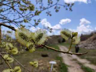 branches of pussy willow in bloom close up