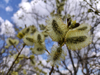 branches of pussy willow in bloom close up