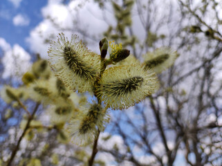 branches of pussy willow in bloom close up