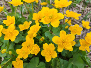yellow blooming  flowers of buttercup on mountain of Kopaonik