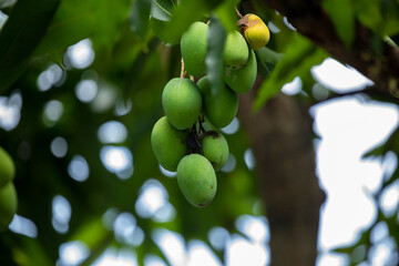 sunshine, mango tree, ripe, mango, fruit