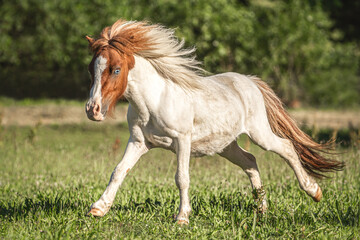 Portrait of a beautiful pinto shetland pony stallion running across a pasture in summer outdoors...