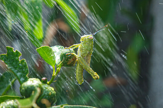 grasshopper under the rain on the lime tree 