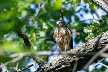 The Red-shouldered Hawk (buteo lineatus), young bird after leaving the nest.