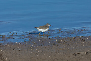 Waders or shorebirds searching for food on the coast and in shallow waters