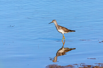 Waders or shorebirds searching for food on the coast and in shallow waters of lake Michigan