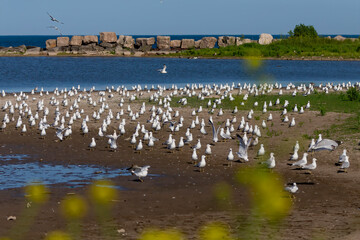 Fototapeta na wymiar The flock of Herring gull (Larus argentatus) on the shore of lake Michigan.