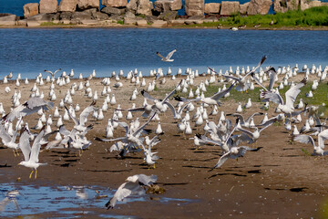 The flock of Herring gull (Larus argentatus) on the shore of lake Michigan.