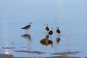 Waders or shorebirds searching for food on the coast and in shallow waters