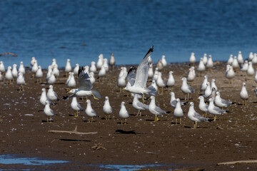 The flock of Herring gull (Larus argentatus) on the shore of lake Michigan.