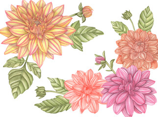 Watercolor illustration with bouquet of dahlia isolated on a white background.