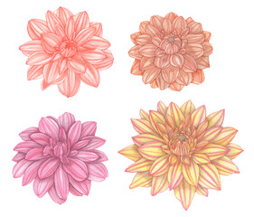 Watercolor floral set of dahlia flowers isolated on a white background.