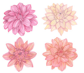 Watercolor floral set of dahlia flowers isolated on a white background.