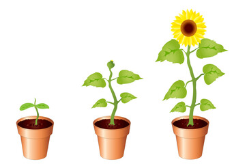 Illustration of sunflower through stages of growth, seedling, bud and bloom, isolated on white background with copy space. EPS10 vector format.