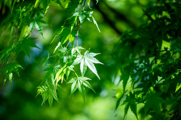 新緑のモミジ
