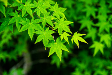 新緑のモミジ
