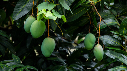 sunshine, mango tree, ripe, mango, fruit