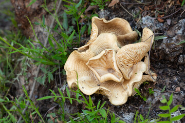 Wild mushroom growing on black pepper tree trunk close-up selective focus. Such mushrooms can be...