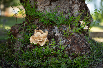 Selective focus of wild mushroom growing on black pepper tree trunk.