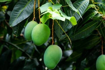 sunshine, mango tree, ripe, mango, fruit