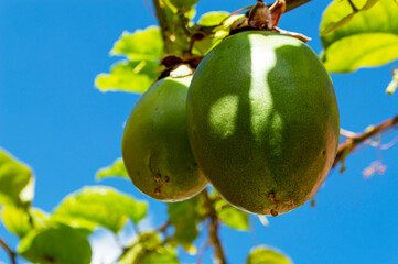 Two fruits of passion fruit hanging from the foot. Blue sky bottom.