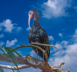 Northern bald ibis (Geronticus eremita)