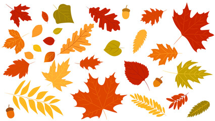 Big set of cute leaves from different kind of trees isolated. Set of colorful autumn leaf oak, maple, rowan and acorns. Realistic cartoon style. Vector illustration. Set of flat foliage. - obrazy, fototapety, plakaty