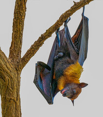 Isolated black flying-foxes (Pteropus alecto) hanging in a tree