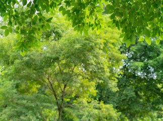 Fototapeta na wymiar fresh green leaves frame blur background