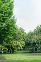 Tree in park at morning air fresh purify