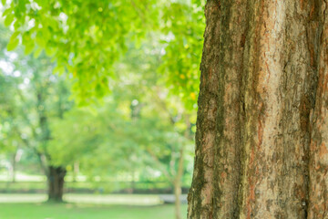 close-up trunk  tree blur background
