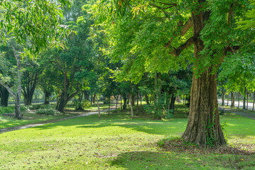Plakat Tree in park at morning air fresh purify