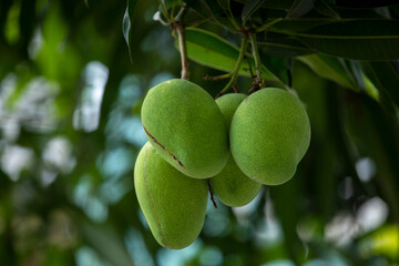 sunshine, mango tree, ripe, mango, fruit