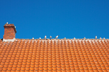 Tiled roof, blue sky and seagulls. The ridge of the roof is covered with bird droppings.