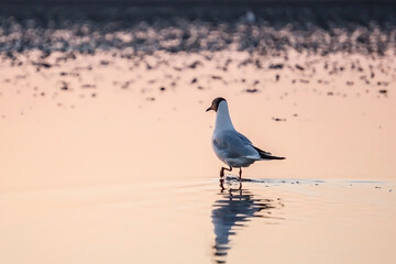 Lonely seagull walks on the water in the lake, sea, ocean, river
