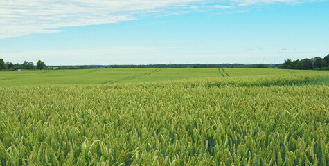 The green ears of cereal crops in the field. Field panorama. The wheat is earing.