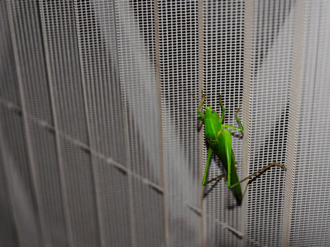 Grillo verde con occhi viola isolato aggrappato alla retina zanzariera della finestra in citt&agrave; campagna