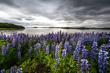 Lupinen in Island, Borgarnes, Felsen, See