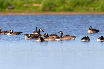The flock of Canada geese (Branta canadensis)  on the lake