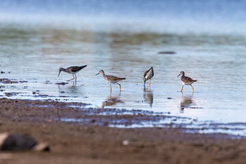 Waders or shorebirds searching for food on the coast and in shallow waters