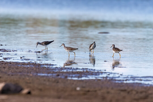 Waders or shorebirds searching for food on the coast and in shallow waters