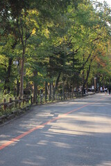 Obraz premium alley in autumn