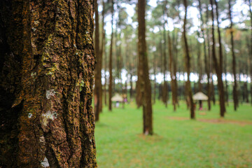 Close up of a pine tree trunk in a forest
