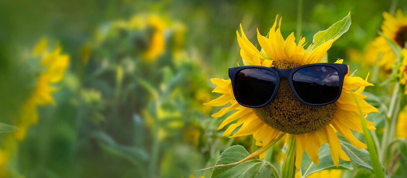 funny sunflowers with sunglasses - funny summer picture